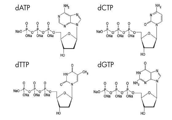 Deoksinükleosit 5 Trifosfatlar Modifiye Nükleotitler DNTP Karışım Solüsyonu DATP DCTP DGTP DTTP