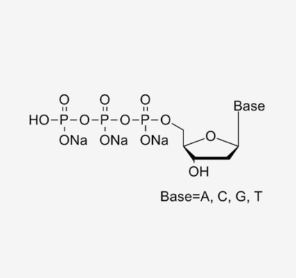 10ml 25mm Modifiye Nükleotidler dNTP Deoksinükleotit Çözelti Karışımı