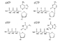 Deoksinükleosit 5 Trifosfatlar Modifiye Nükleotitler DNTP Karışım Solüsyonu DATP DCTP DGTP DTTP
